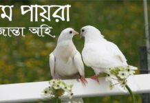 গল্পের নাম:প্রেম পায়রা,পর্ব ২২ (শেষ/সমাপ্তি পর্ব)